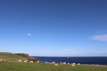 Sheep in field with coastline in background