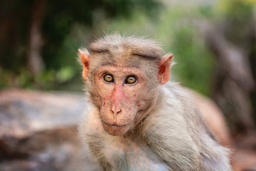 Obraz premium Rhesus Macaque little monkey at Arunachala mountain in Tiruvannamalai, Tamil Nadu, India