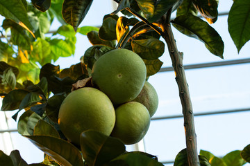 Pamplemousse sur l'arbre