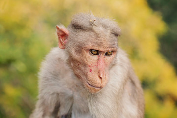 Rhesus Macaque little monkey at Arunachala mountain in Tiruvannamalai, Tamil Nadu, India