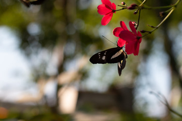 papillon butinant une fleur