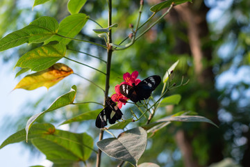papillon butinant une fleur