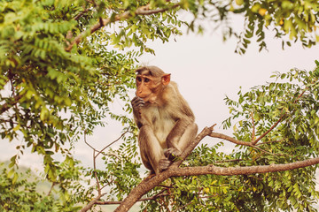 Rhesus Macaque little monkey at Arunachala mountain in Tiruvannamalai, Tamil Nadu, India