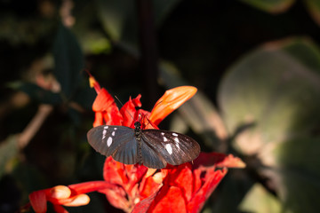 papillon butinant une fleur