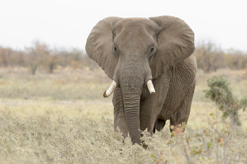 Fototapeta na wymiar African Elephant (Loxodonta africana), big bull, walking on savannah, Kruger national park, South Africa.