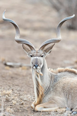 Greater kudu (Tragelaphus strepsiceros), male portrait, looking at camera, Kruger national park, South Afroca.