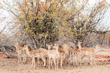 Impala (Aepyceros melampus) herd standing under a bush, Kruger National Park, South Africa