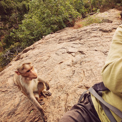 Rhesus Macaque little monkey begging from tourist at Arunachala mountain in Tiruvannamalai, Tamil Nadu, India