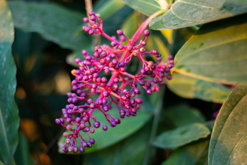 The flower of the PINK MAIDEN (Medinilla speciosa) 