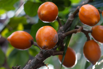 Japanese Loquat
