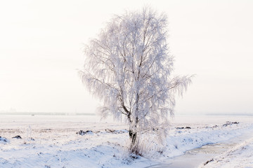 Birch covered with hoarfrost stands in the field