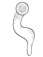 children coloring, black lines. Animal lamprey, underwater fish, worm. Vector