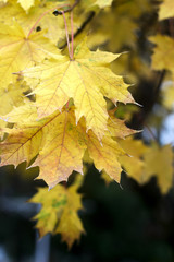 Naklejka na ściany i meble Maple branch in autumn park on a background of plants and sky.