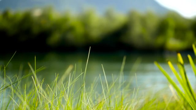 Gras am See