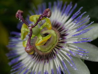 雨上がりの時計草
