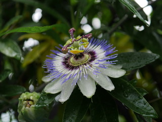 雨上がりの時計草