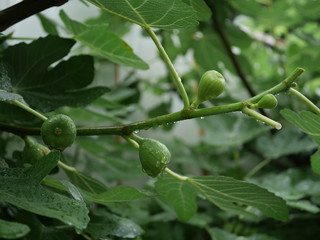 雨上がりのイチジク