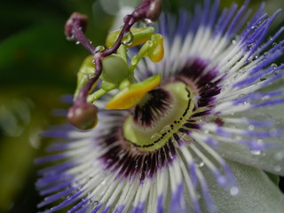 雨上がりの時計草