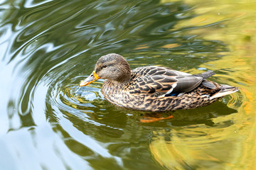 Ducks swimming in the city park lake. Beautiful sunny autumn day