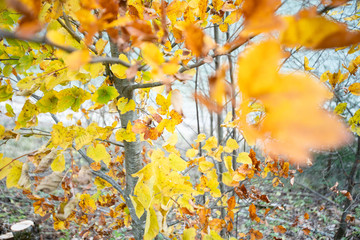 Gelbe Blätter bewegen sich im Wind