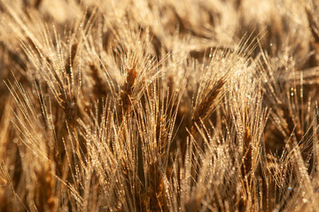 wheat field