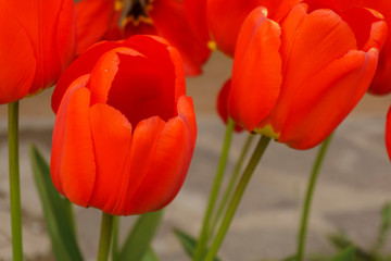 garden of red tulips