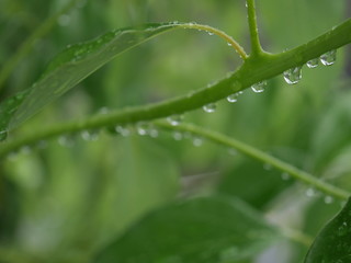 雨上がりの植物