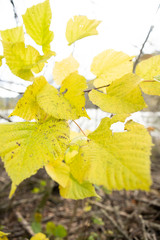 Herbstspaziergang am Hintersee