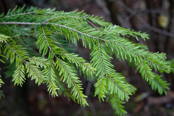 Zweig einer Fichte im Wald