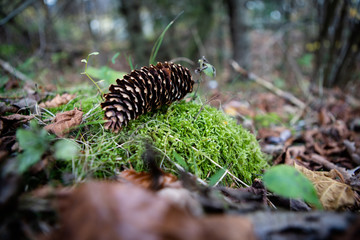 Zapfen einer Fichte auf Moos liegend im Wald