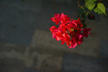 red flower with black blackground