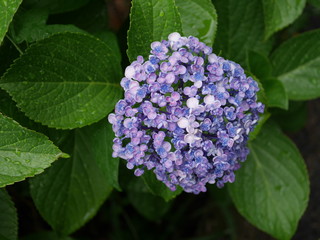 紫陽花