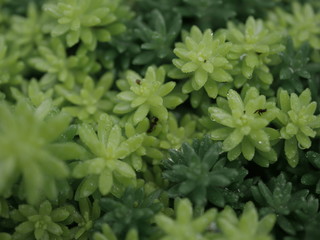 雨上がりのメノマンネングサ