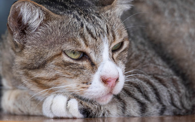 Cats are cute pets and like to be close to the owner. But the cat's deep habit is bad.