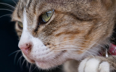 Cats are cute pets and like to be close to the owner. But the cat's deep habit is bad.