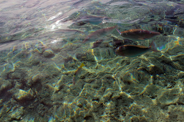 Fototapeta na wymiar tropical fish in the sea