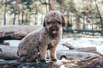 .Funny and sweet brown spanish water dog playing in the snow a nice winter day. Walking through the mountains while having fun. Lifestyle. Pet friendly.