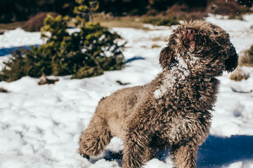 .Funny and sweet brown spanish water dog playing in the snow a nice winter day. Walking through the mountains while having fun. Lifestyle. Pet friendly.