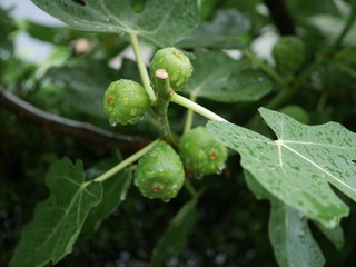 雨降りの後の青イチジク