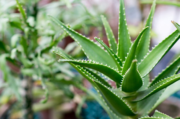 Variegated aloe closeup in the greenhouse on the background of other plants. Background.