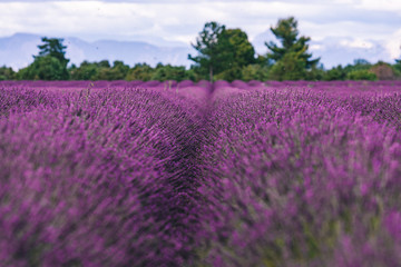 lavender field in provence france