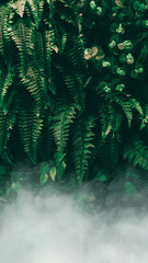Fototapety  Pionowy ogród z tropikalnym zielonym liściem z mgłą i deszczem, ciemna tonacja