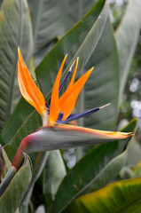 Obraz premium bird of paradise plant (strelitziaceae)