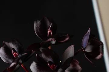 Rolgordijnen orchid flower dark burgundy black © sergeylapin