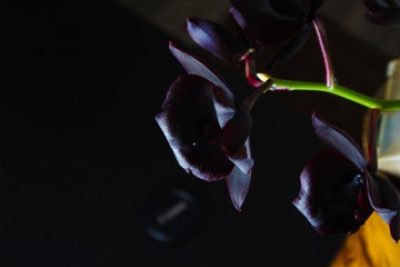 orchid flower dark burgundy black
