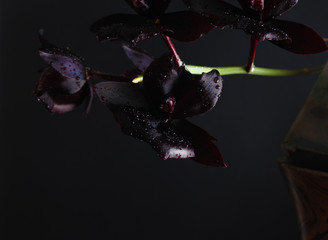 orchid flower dark burgundy black