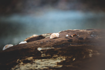 Image of Different Sea shells lying on a beach on sea backgrond
