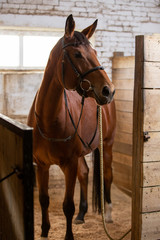 Bay harnessed horse standing in the stall