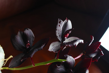 orchid flower dark burgundy brown background