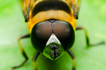 macro of hoverfly in nature garden